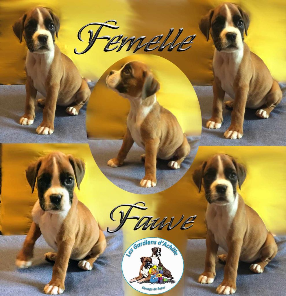 Sophie Lehe - Chiot disponible  - Boxer