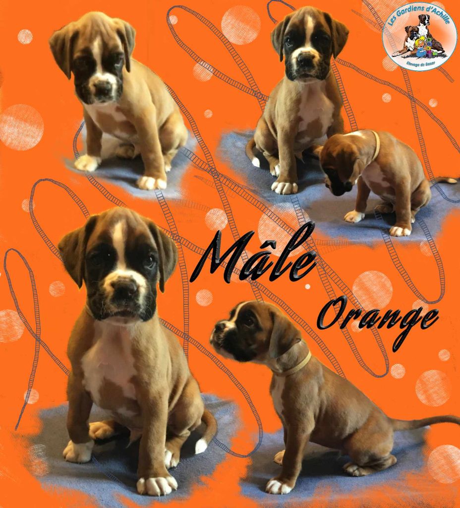 Sophie Lehe - Chiot disponible  - Boxer