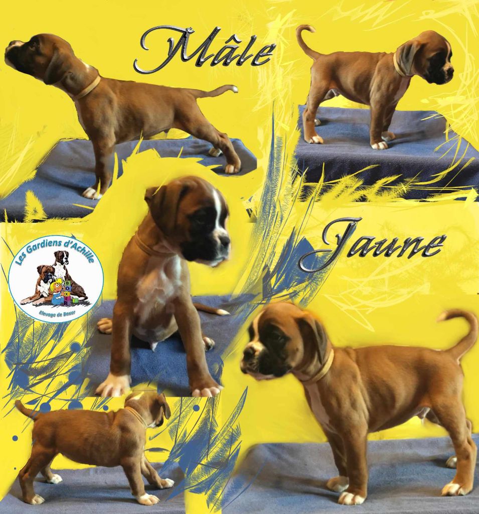 Sophie Lehe - Chiot disponible  - Boxer