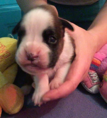 CHIOT 1 mâle fauve marqué en blanc