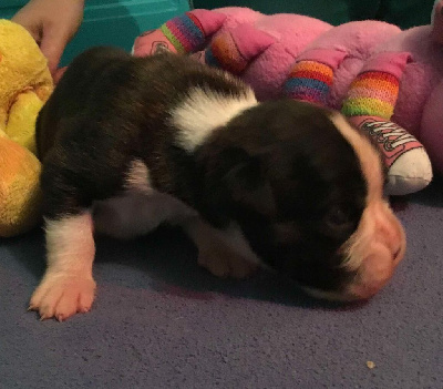 CHIOT 3 mâle bringé marqué en blanc