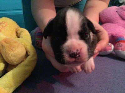 CHIOT 7 femelle bringée marquée en blanc