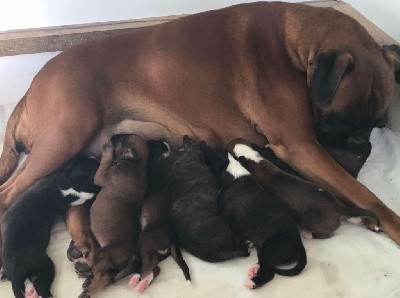 CHIOT 3 mâle bringé marqué en blanc