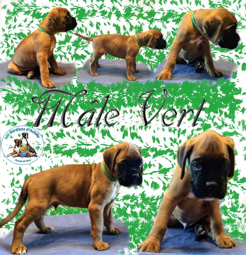 Sophie Lehe - Chiot disponible  - Boxer