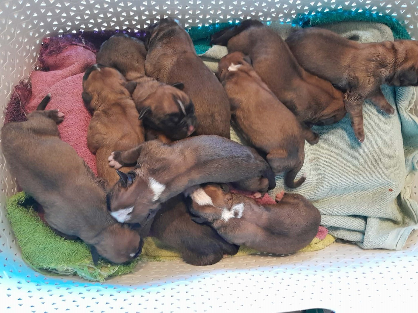 Sophie Lehe - Chiots disponibles - Boxer