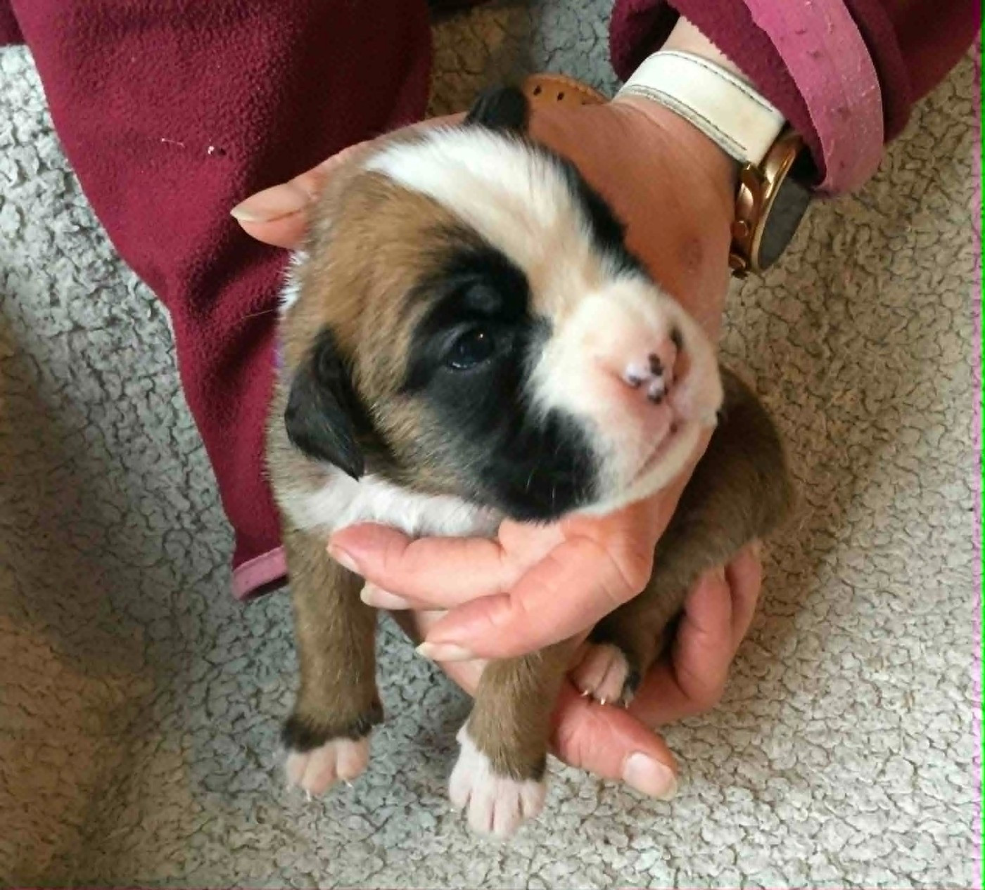 Sophie Lehe - Chiots disponibles - Boxer