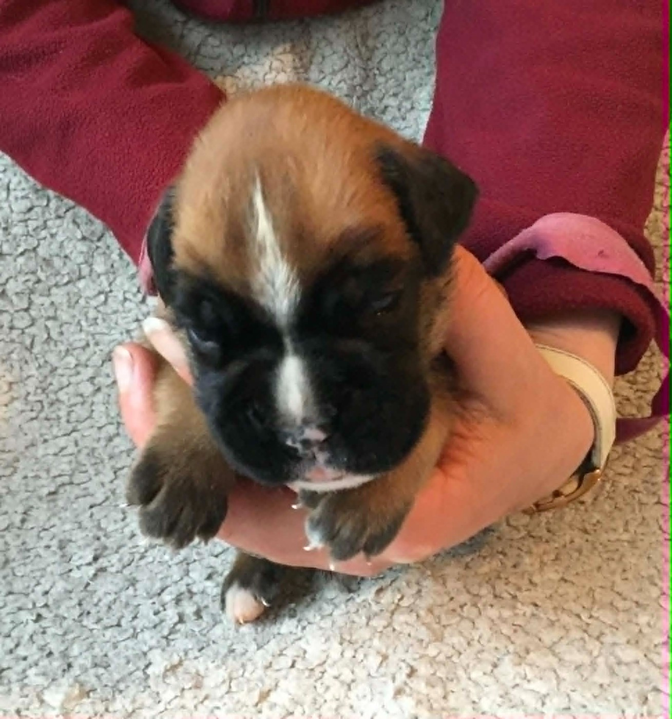 Sophie Lehe - Chiots disponibles - Boxer