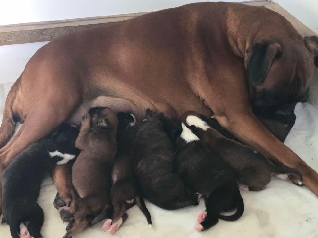 Chiot Boxer Sophie Lehe