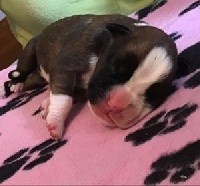 CHIOT