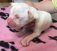 CHIOT