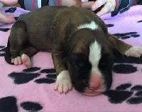 CHIOT