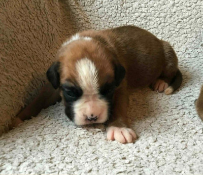 CHIOT 6