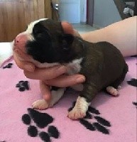 CHIOT