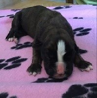 CHIOT