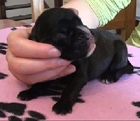 CHIOT