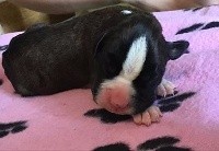 CHIOT