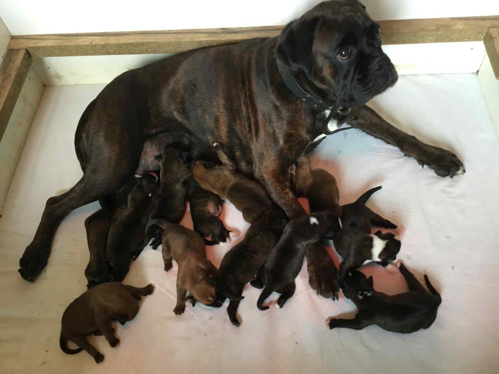 Sophie Lehe - Chiots disponibles - Boxer